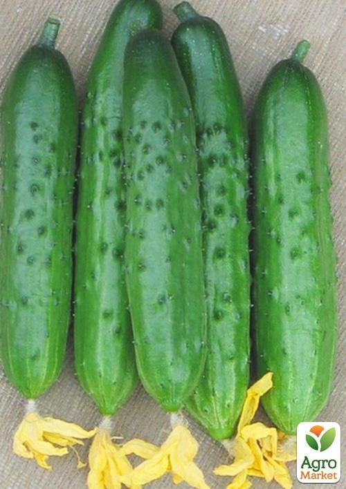 Огурец "Магнит" (в банке) ТМ "Весна Органик" 15г