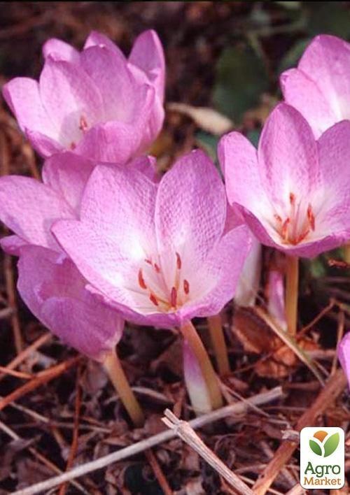 Колхикум "Violet Queen" 1шт (розмір 13+ великий) 1шт в упаковці