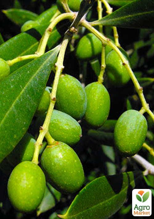 Олива европейская "Manakis"