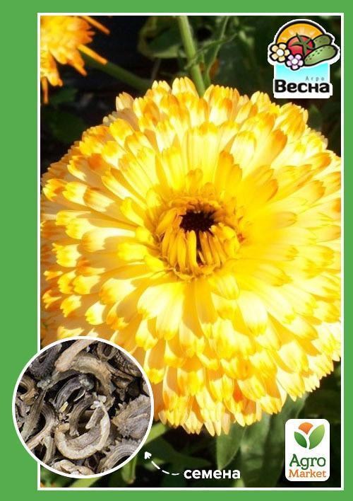 Календула "Махрова" ТМ "Весна" 0,5г