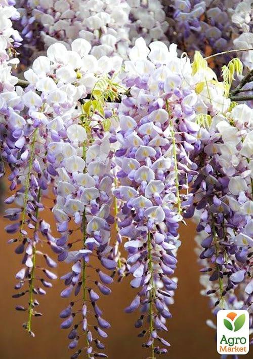 Глициния 3-х летняя японская "Мультиюга" (Wisteria japanese Multijuga) С2, высота саженца 60-100см - фото 4