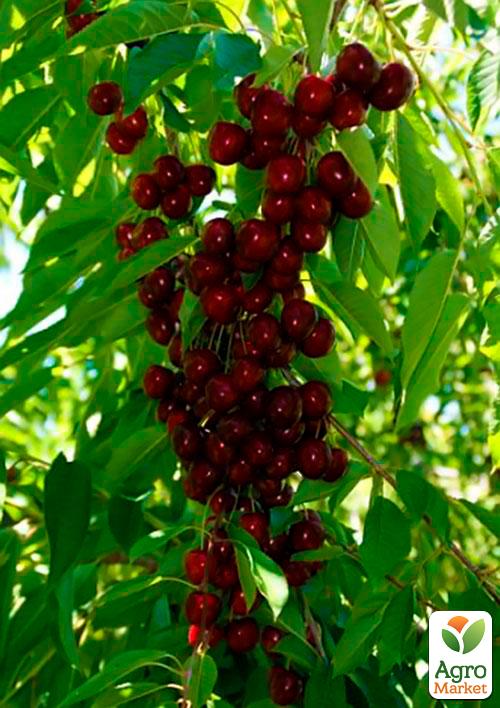 Эксклюзив! Вишня карликовая шаровидная темно-красная "Встреча" (Meeting) (премиальный крупноплодный среднеспелый сорт)