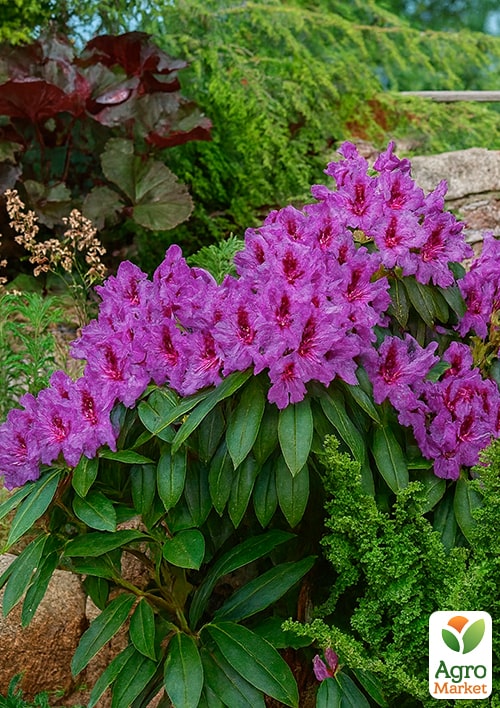 Рододендрон гібридний "Mogambo" - фото 5