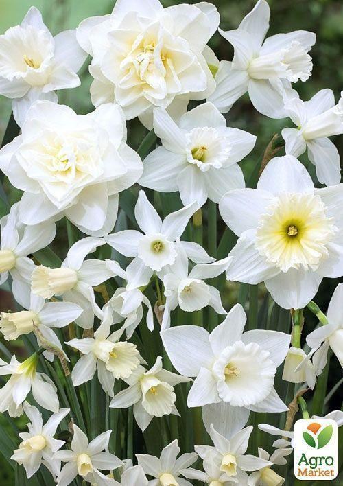 Нарцис "Paperwhite" 1шт в упаковці