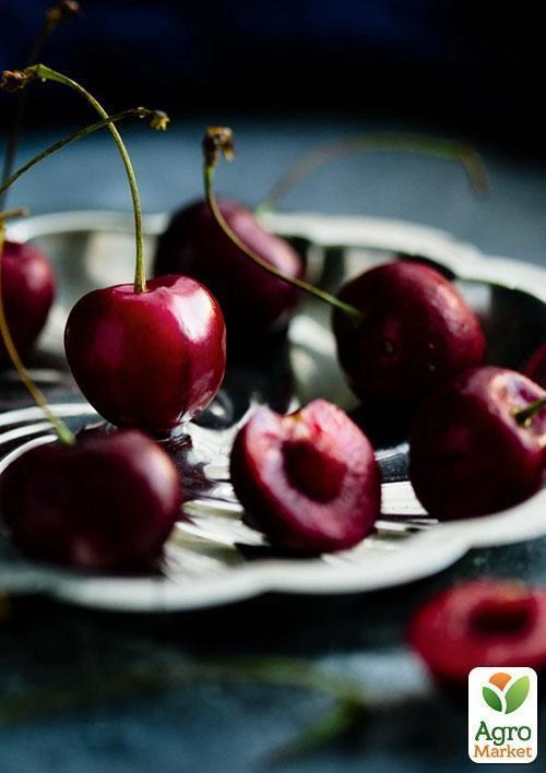 Эксклюзив! Вишня темно-красная "Мисс Диор" (Miss Dior) (премиальный высокоурожайный сорт) - фото 5