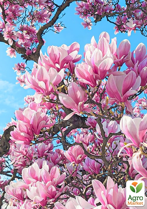 Магнолія "Judy" (Джуді) - фото 5