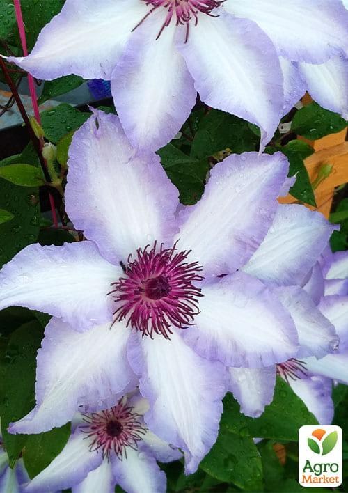 Клематис 3-х летний "Misayo" С2 - фото 4