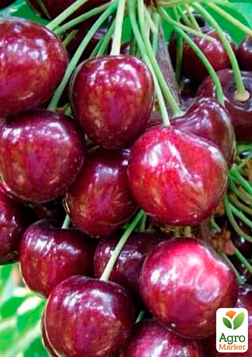 Черешня карликовая "Сэм" Эксклюзив! - фото 2