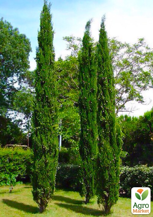 Кипарис Итальянский (Cupressus Sempervirens) контейнер Р9