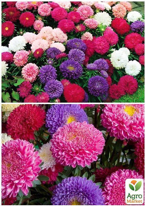 На вагу Айстра півоновидна суміш ТМ "Весна" ціна за 1,5г - фото 3