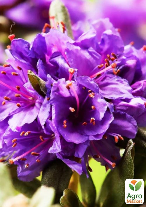 LMTD Рододендрон цветущий 2-х летний "Gristede" (высота 20см)