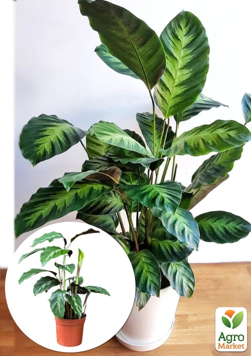 Калатея "LOUISAE"