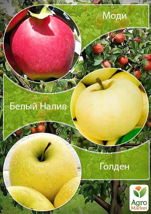 Дерево-сад Яблоня "Моди+Голден+Белый Налив" 