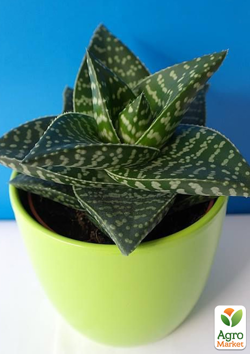 Суккулент Гастералоэ "Tiki Zilla" (вазон Р9) - фото 5