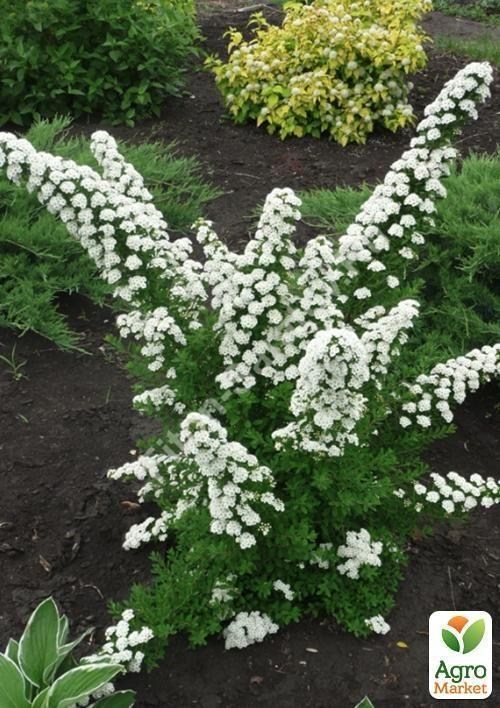 Спирея ниппонская Snowmound (контейнер 3л, высота 20-30см)