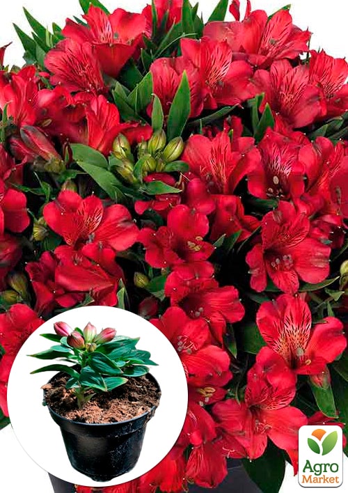 Альстромерія inticancha "Valentino" (вирощено in-vitro) С1,5