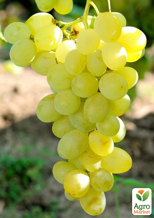 Виноград "Спонсор" (ранний, обоеполый, сладкий мускат)