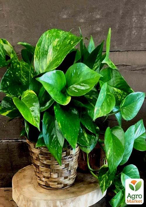 Епіпремнум "Aureum" - фото 6