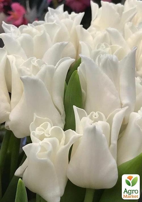 Тюльпан "White Liberstar" 2шт в упаковці