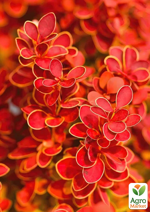 Барбарис Тунберга "Orange Ice"  (контейнер P9)