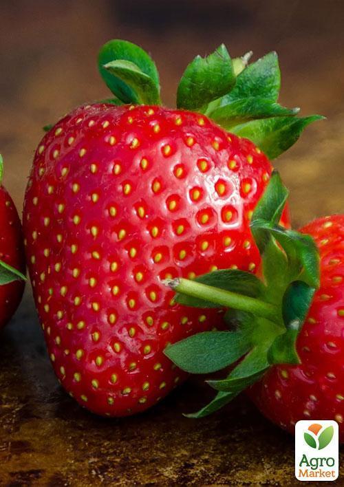 Полуниця "Пегас" (Pegasus) (пізній термін дозрівання, морозостійкий сорт)