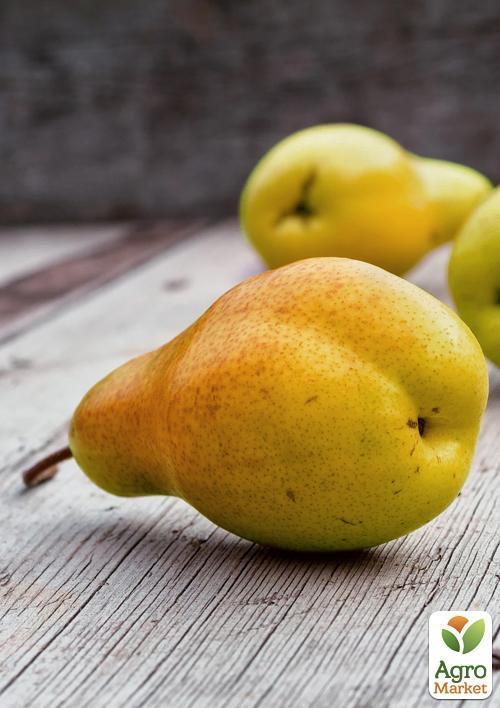 Груша "Весільна" (літній сорт, ранній термін дозрівання) - фото 5