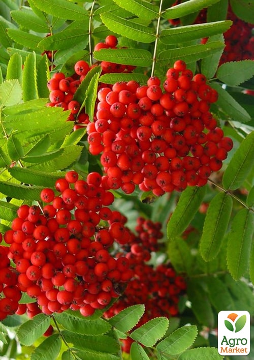 Рябина красная в контейнере - фото 5