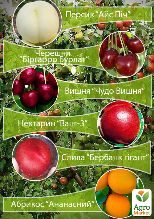 Дерево-сад "Мультифрукт" Персик1+Черешня+Слива+Абрикос+Вишня+Персик2