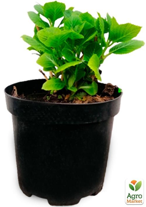 Гортензия ремонтантная крупнолистная 3х летняя "Pimpernel" - фото 2