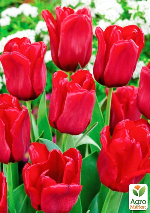 Тюльпан "Seadov" вкорінений - фото 4