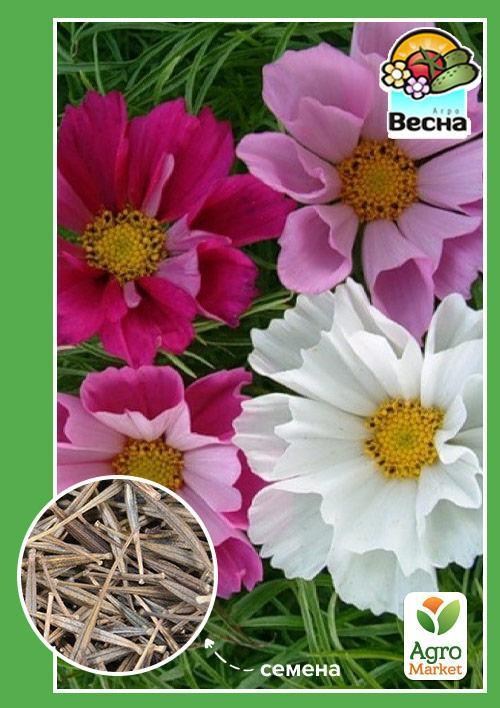 Космея "Морські мушлі" ТМ "Весна" 0.3г