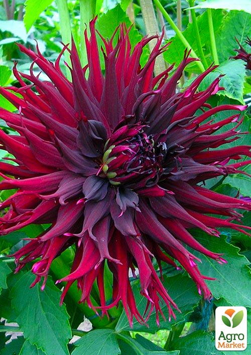 Жоржина "Black Narcissus"