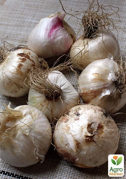 Алліум "Mount Everest" (розмір 18/20, великий) 1шт в упаковці - фото 2