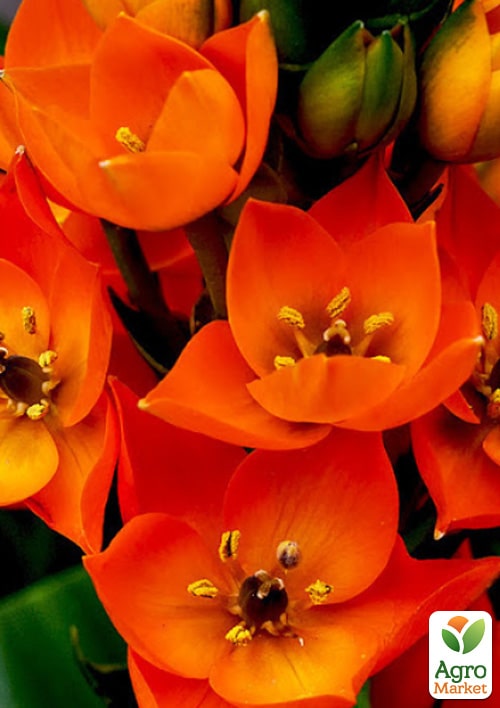 Орнитогалум "Dubium" - фото 5