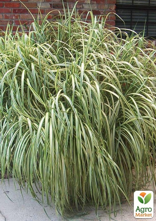 Мискантус китайский "Cabaret" С1.5 - фото 2