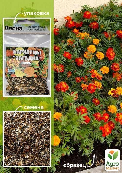 Бархатцы "Загадка" (Зипер) ТМ "Весна" 2г - фото 2