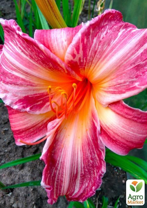 Лилейник "Pink Stripes" 