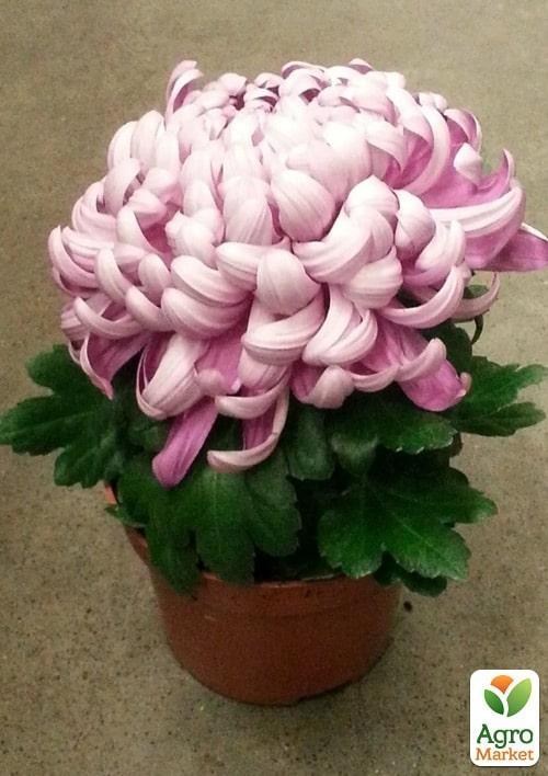 Хризантема "Cosmo Rose" (Нидерланды)
