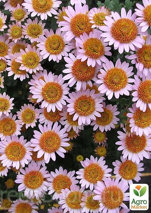 Хризантема мультифлора куляста "Модена" (вкоріненого живця висота 5-10 см)