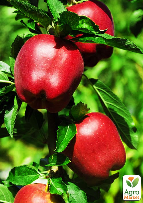 Яблуня "Ріхард" (зимовий сорт, пізній термін дозрівання)