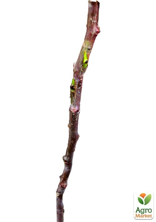 Окулянты Розы на штамбе «Swany» - фото 3