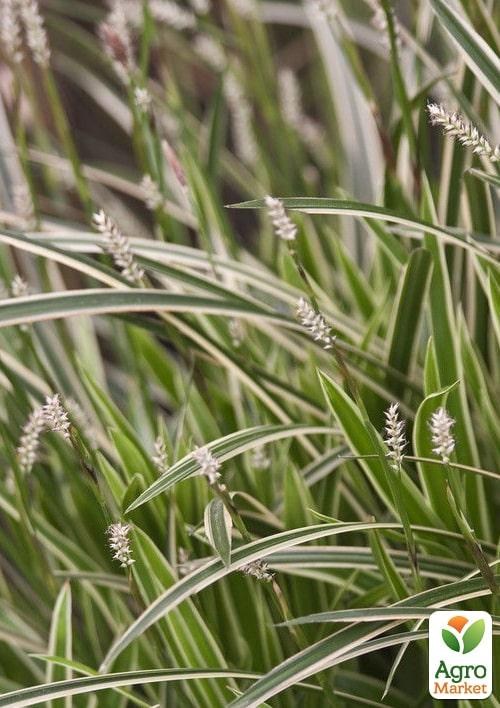 Осока японская "Ice Dance" вазон С2