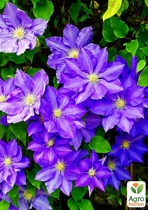 Клематис "President" (повторноквітучий сорт!)