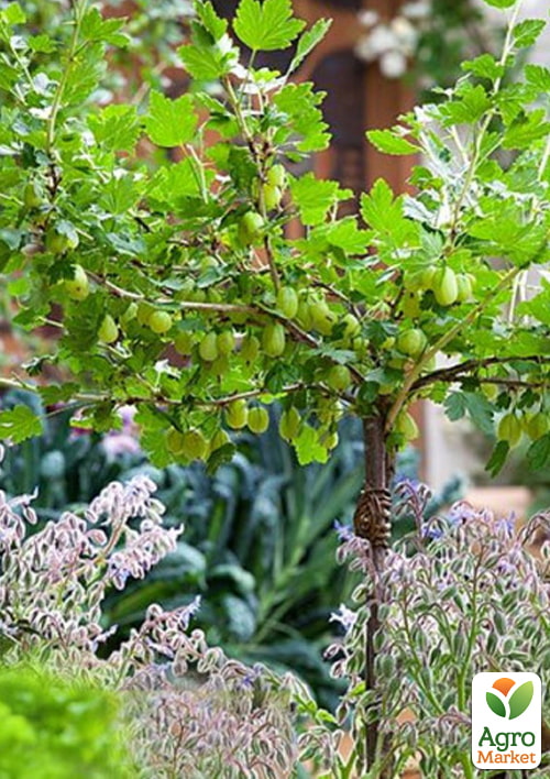 Штамбовий агрус "Мукурінес" (Mukurines) (пізній термін дозрівання)