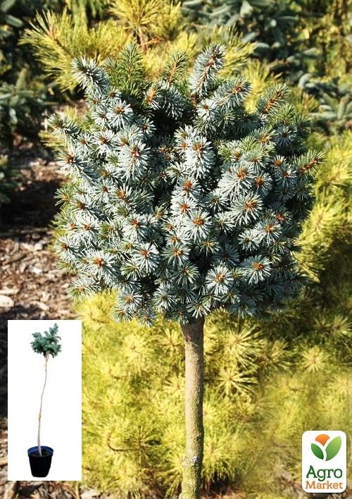 Ялина сітхінська на штамбі «Silberzwerg» С7.5, висота 60-70см