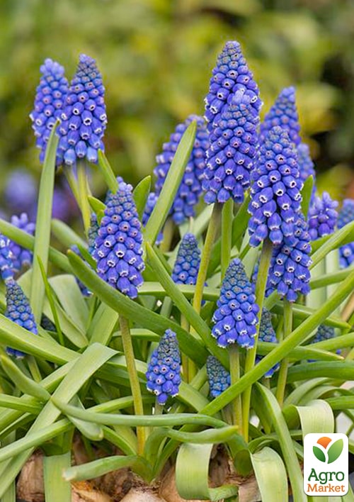 Мускарі "Big Smile" укорінені - фото 6