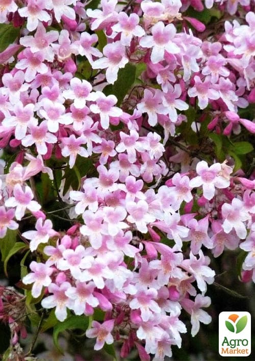 Кольквиция прелестная "Kolkwitzia Pink Cloud"