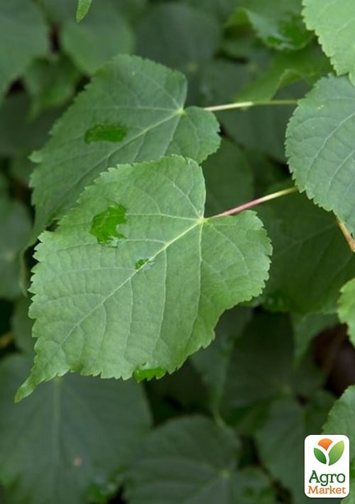 Липа дрібнолиста лікувальна "Грін Глоб" висота 50-100см - фото 2