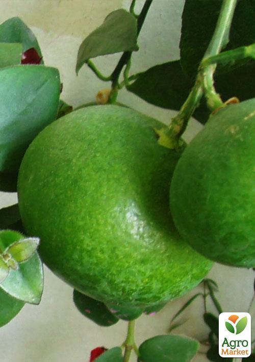 Мандарин "Миагаве Васе" - фото 6