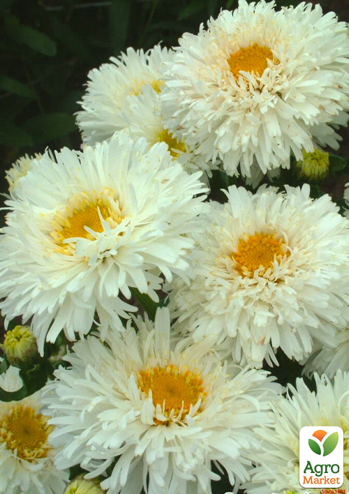 Ромашка махрова "Crazy Daisy" (букетна, великоквіткова)